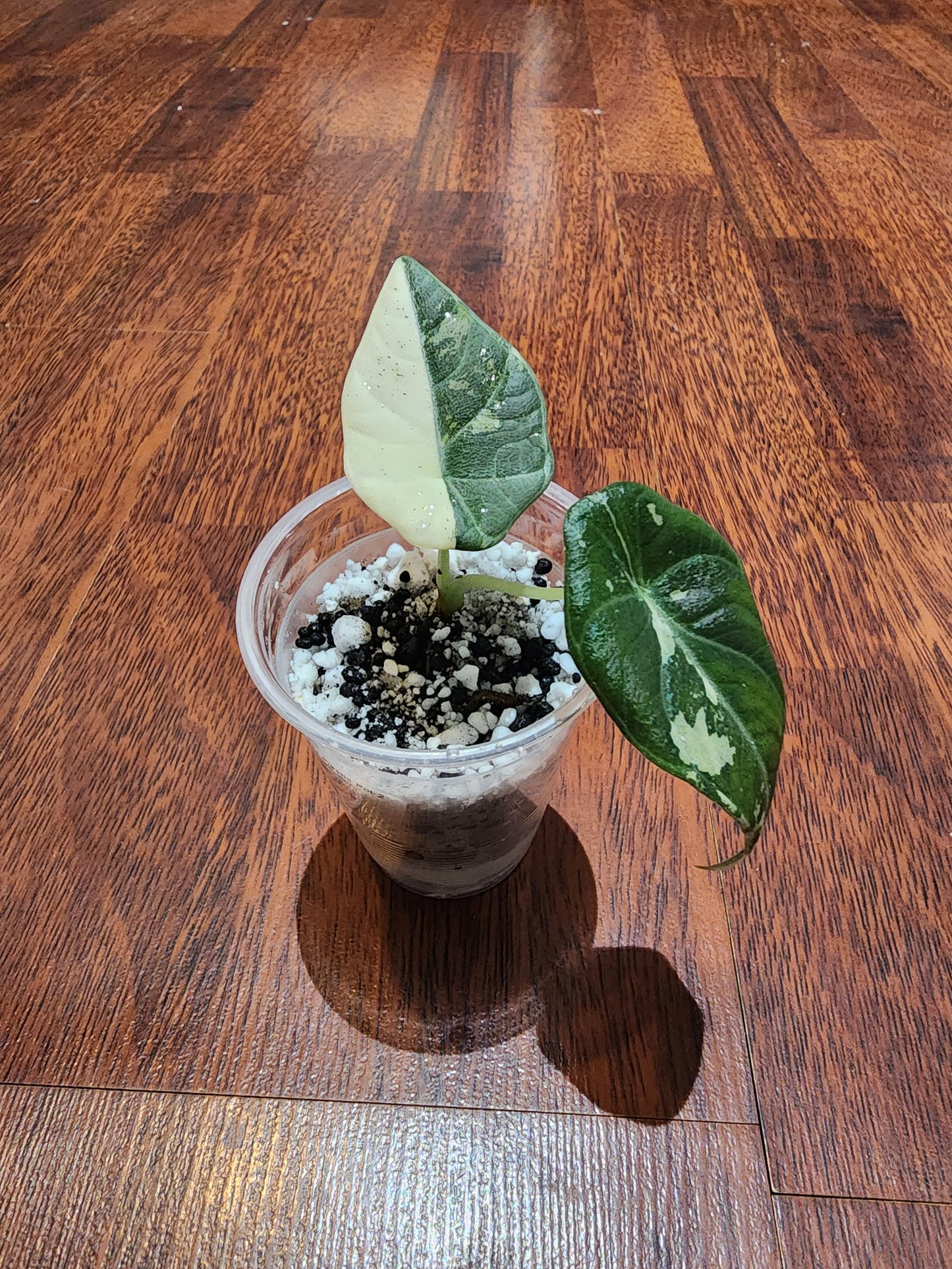 Alocasia Maharani Variegated - S4