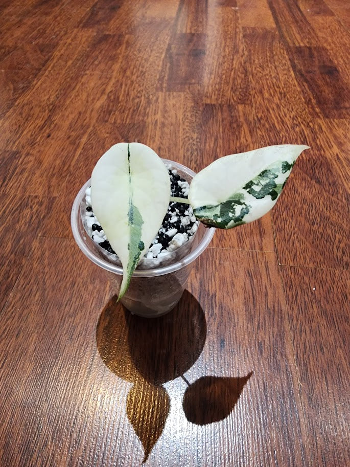 Alocasia Maharani Variegated - U4