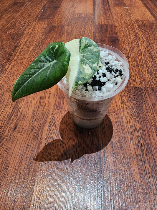 Alocasia Mahrahani Variegated - S1