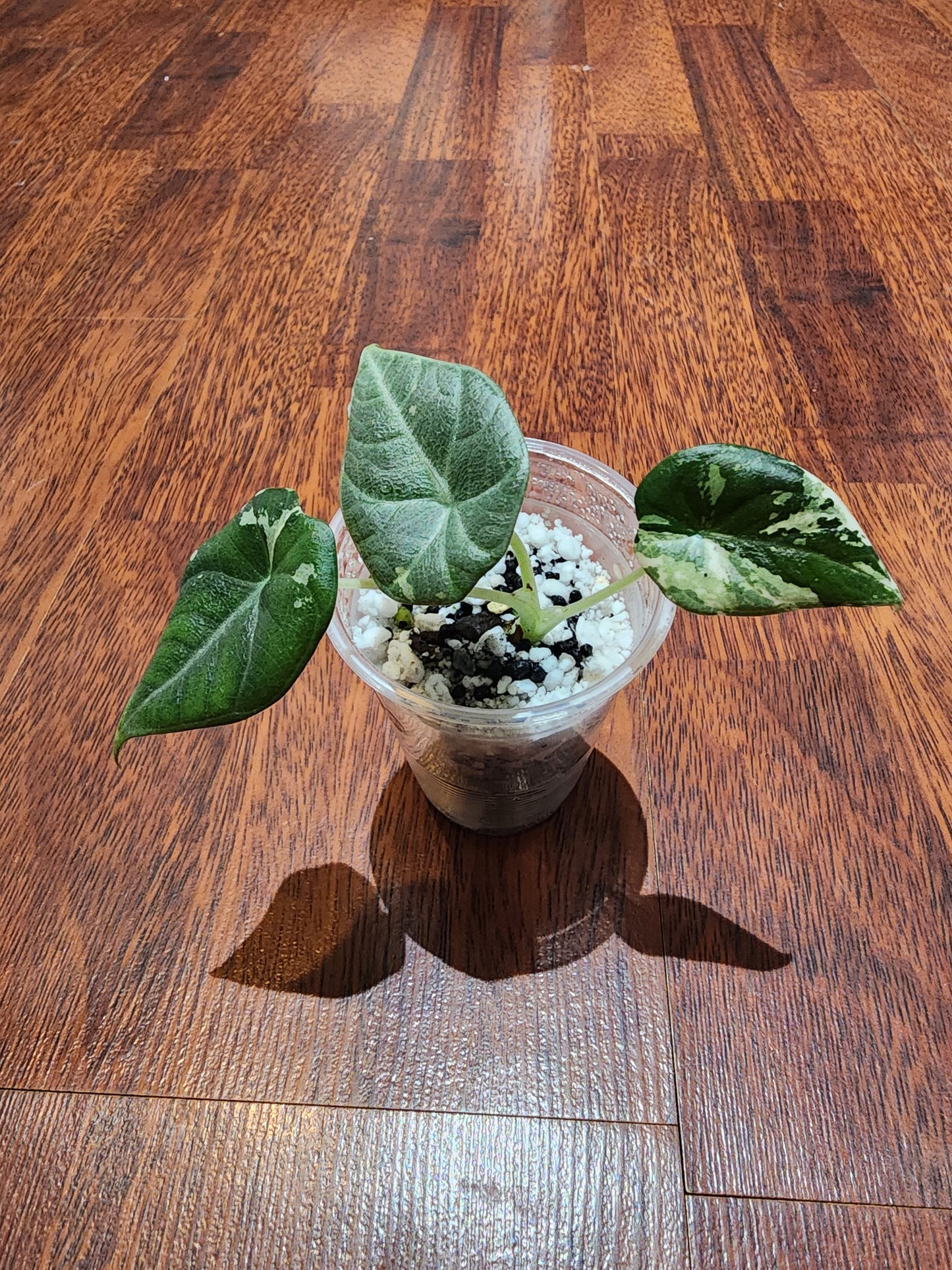 Alocasia Maharani Variegated - S3