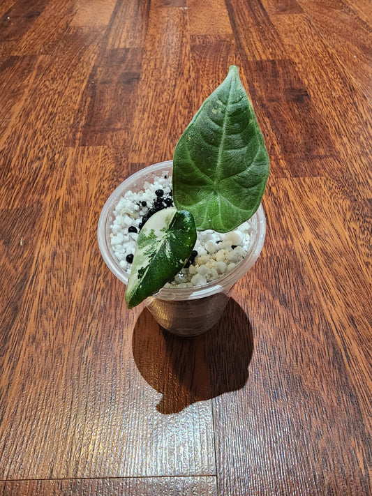 Alocasia Maharani Variegated - S5