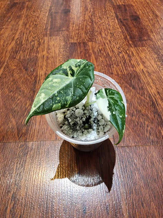 Alocasia Maharani Variegated - S8