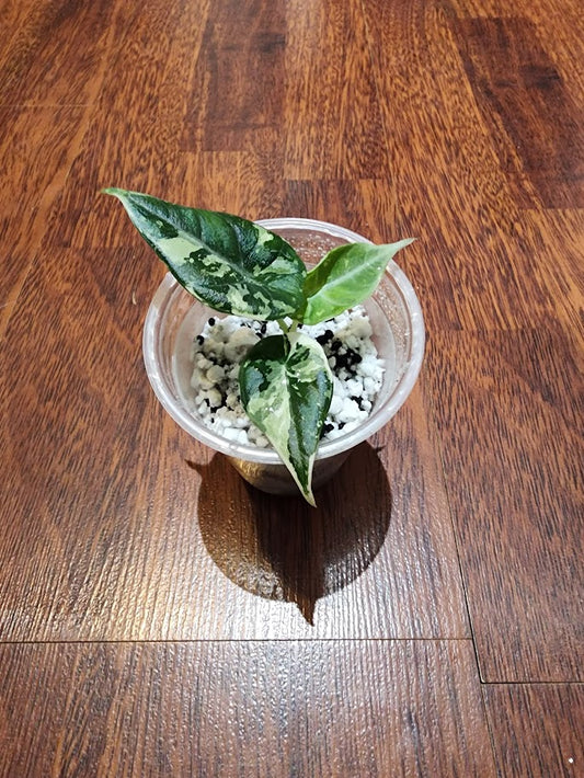 Alocasia Maharani Variegated - U1