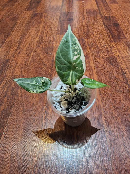 Alocasia Maharani Variegated - U3