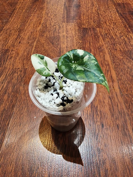 Alocasia Maharani Variegated - U5